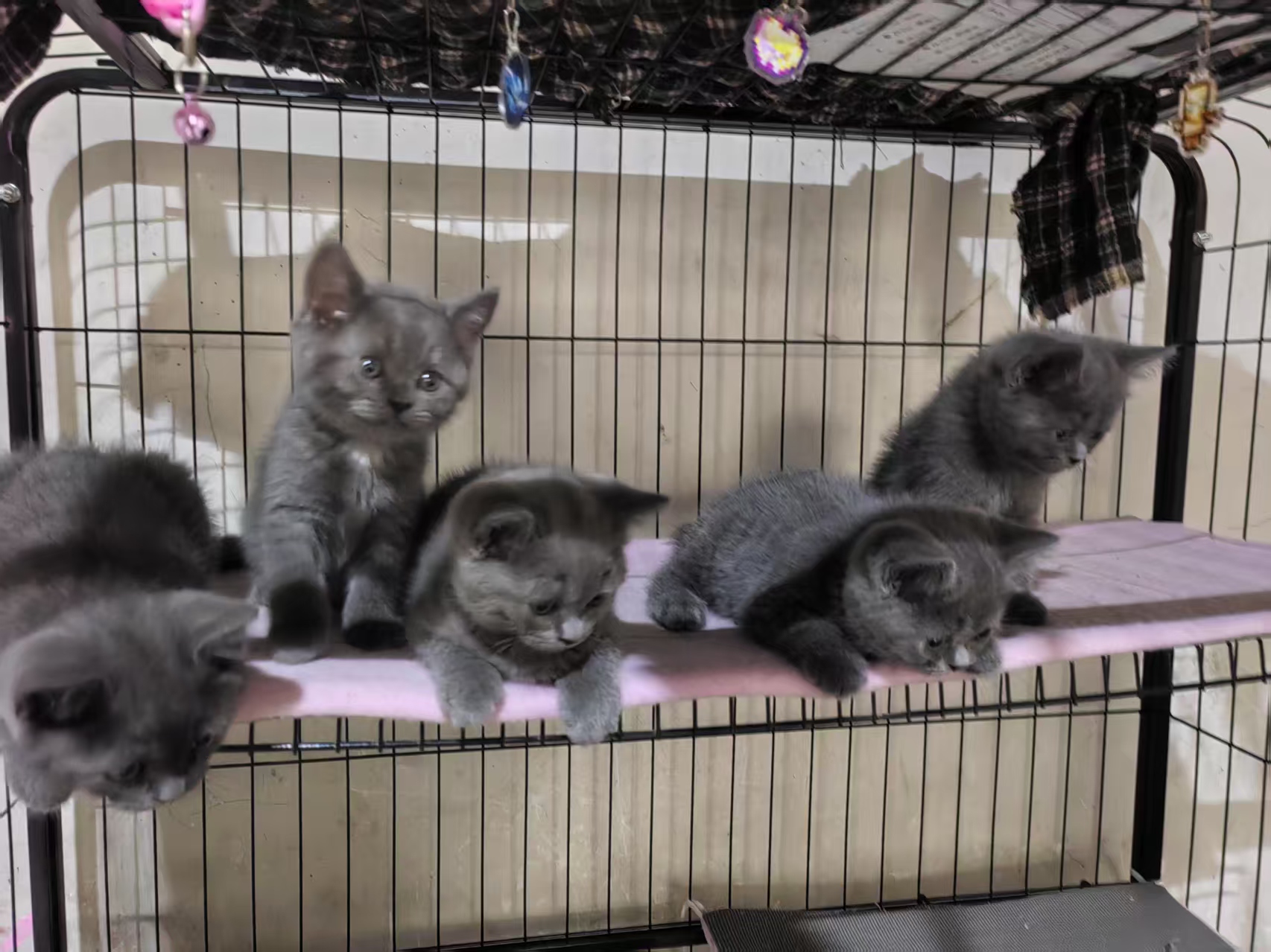 蓝猫之家